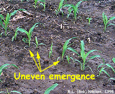 Corn Germination, Hybrid Maturity, Planting Considerations
